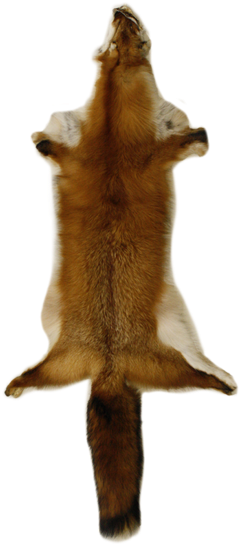 3365h Canadian Red Fox - Rodent (550x550), Png Download