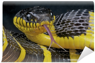 Mangrove Snake / Boiga Dendrophila Wall Mural • Pixers® - Serpent Noir Et Jaune Thailande (400x400), Png Download