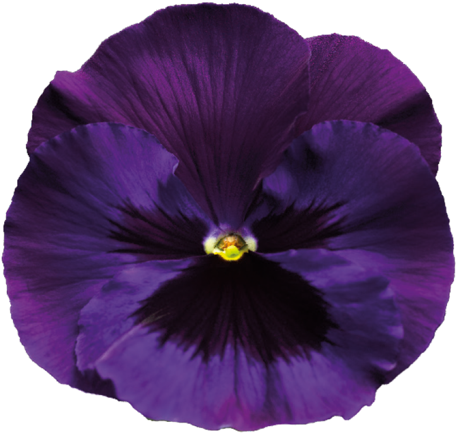 Purple Rose Clipart Transparent Background - Pansy Flower Garden Seeds - Delta Premium F1 Series (1000x1042), Png Download