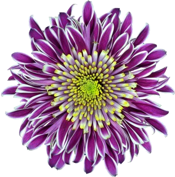 Chrysanthemum Flower Purple With Lime Green White Center - Isw16sh Aquos Phone アクオス フォン スマホケース Au エーユー 001012 (359x363), Png Download