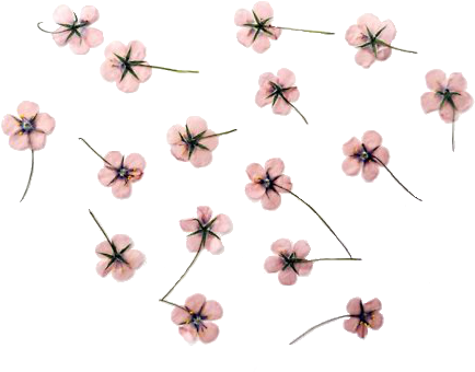 Cherry Blossom Clipart Transparent Tumblr - Flores Tumblr Dibujos (500x375), Png Download