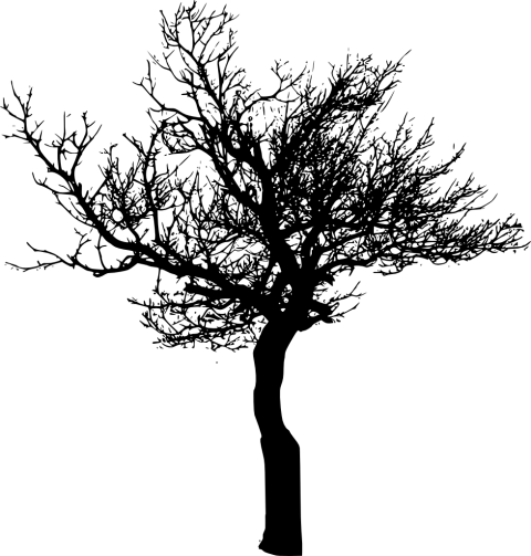 Free Png Tree Silhouette Png Images Transparent - Portable Network Graphics (480x503), Png Download