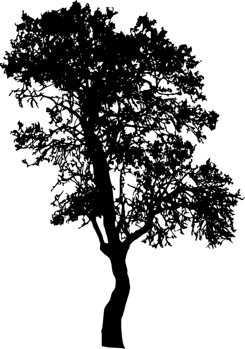 Free Png Tree Silhouette Png Images Transparent - Portable Network Graphics (480x684), Png Download