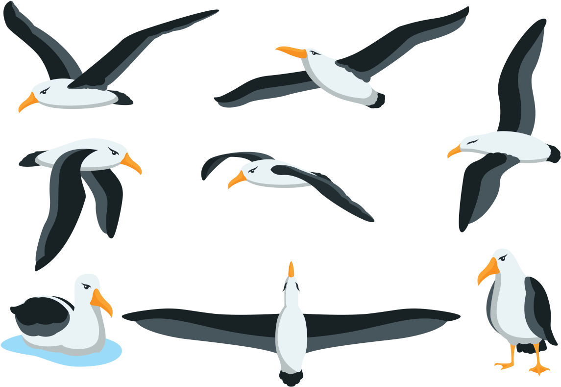Albatross Clipart Beach - Albatross Vector Png (700x490), Png Download