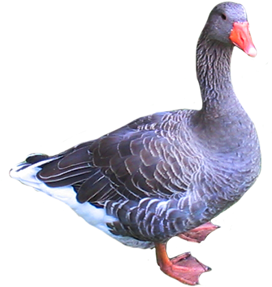 Pigeon Clip Art - Goose Clipart Png Transparent (413x447), Png Download