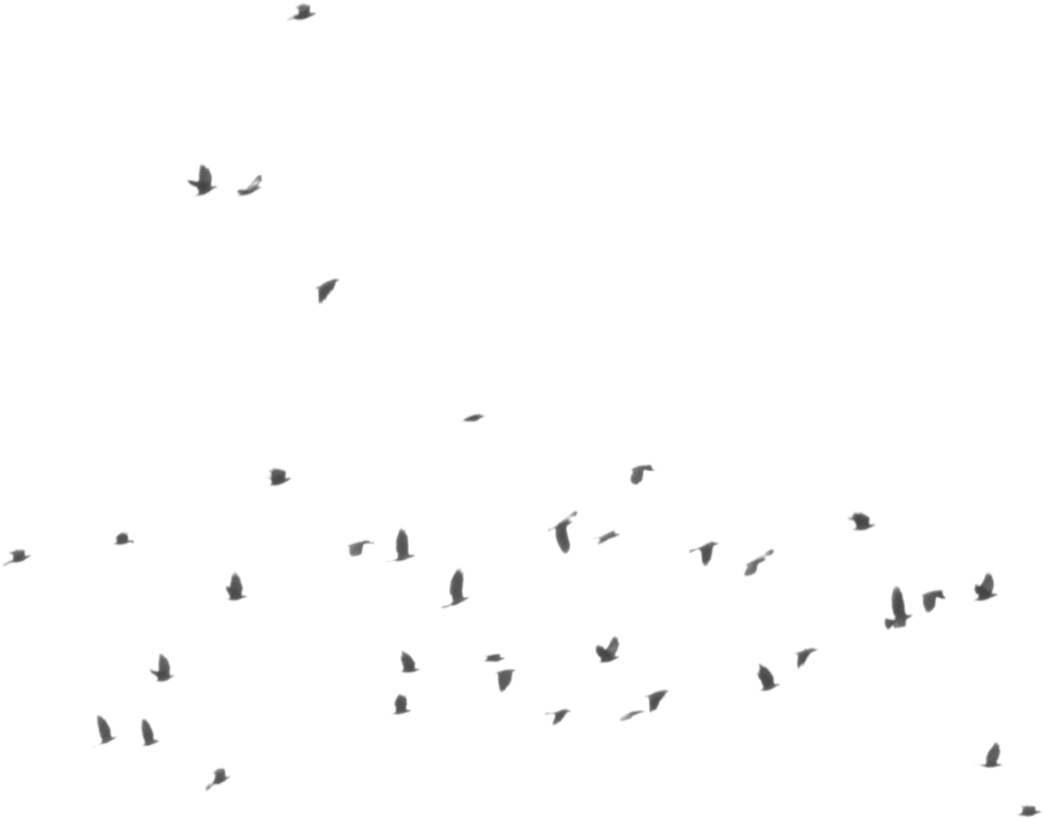 Bird Silhouette - Flock (1001x797), Png Download