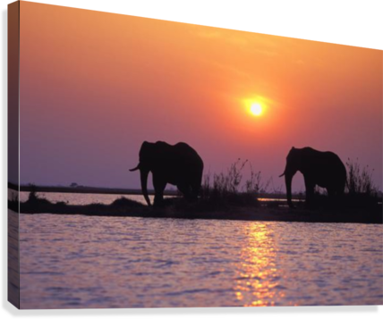 Elephant Silhouettes Canvas Print - Indian Elephant (428x357), Png Download