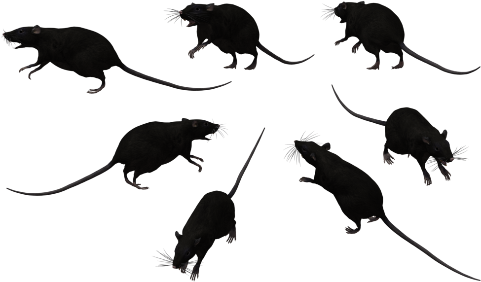 Rat - Clipart Rats (1024x645), Png Download