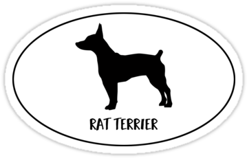 Rat Terrier Docked Tail Dog Classic Breed Silhouette - Characteristics Doberman (375x360), Png Download