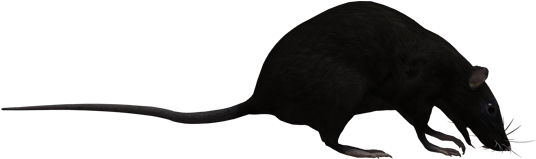 Rat Graphics By Avara Parallax Skyline Code By Jack - Rat (600x480), Png Download