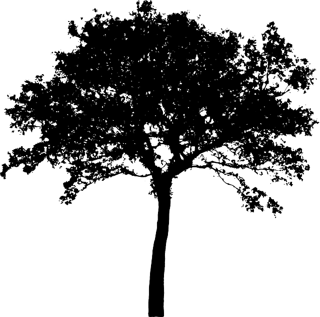 Tree, Bush, Nature, Leaves, Trunk, Silhouette - Deep In The Wood (640x633), Png Download