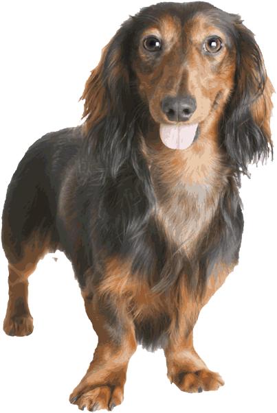Dachshund Clipart Long - Dachshund (563x750), Png Download