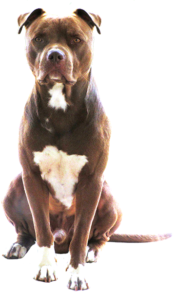 Pitbull Png Download - Cane Seduto Png (357x600), Png Download