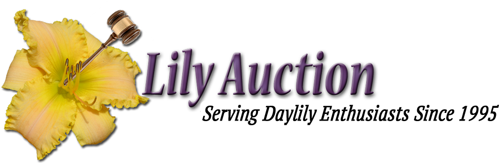 Lily (1000x318), Png Download