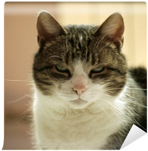 Domestic Short-haired Cat (400x400), Png Download