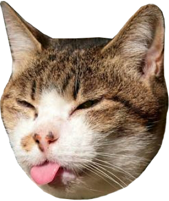 Kitten Summer Olympics - Samsung Galaxy Funny Hd (348x414), Png Download