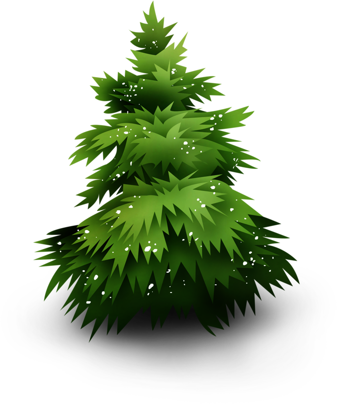Christmas Tree - Spruce (670x800), Png Download