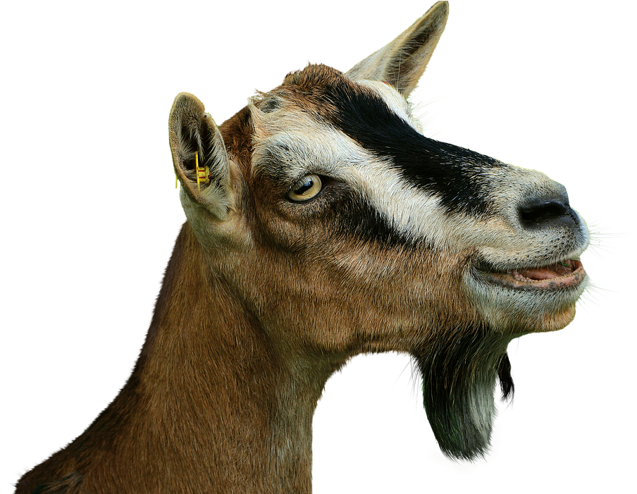 Prima Donna, Goat, Isolated, Livestock, Creature - Goat (960x700), Png Download