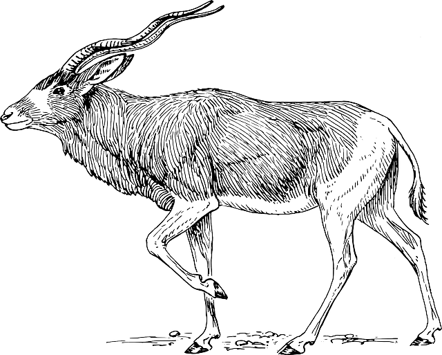 Horns, Animal, Antlers, Walking, Antelope, Pose - Addax Antelope (640x513), Png Download