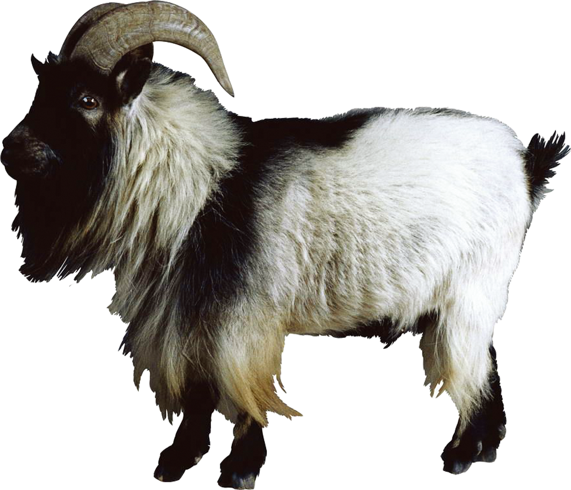 Boer Goat Nigerian Dwarf Goat Sheep Cattle - Goat Animal Hd Png (2953x2953), Png Download