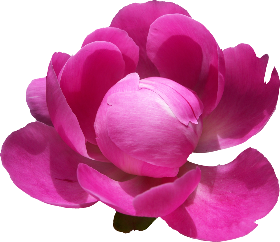 Peonies Png Pic - Png Peony (900x779), Png Download
