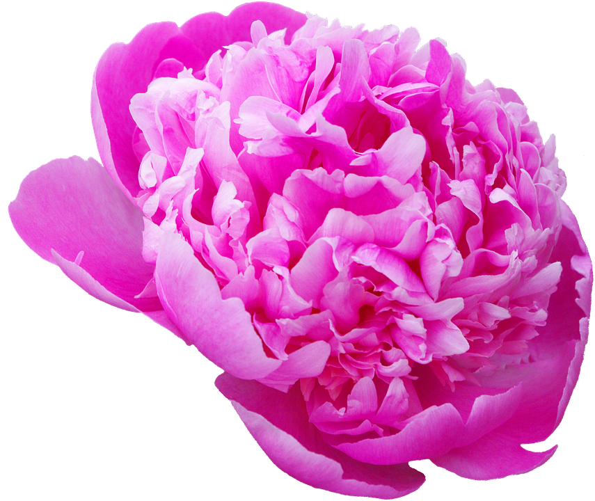 Download Peony, Transmission, Flowers, Pink Flower - Цветы Пион В Png PNG  Image with No Background 
