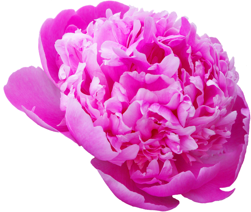 Peony, Transmission, Flowers, Pink Flower - Цветы Пион В Png (855x720), Png Download