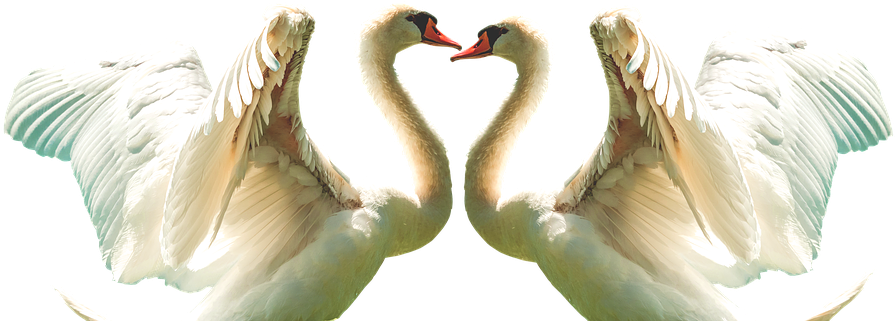 Swan, Fly, Feather, Bird, White, Wing, Flying, Wings - Feather (960x379), Png Download