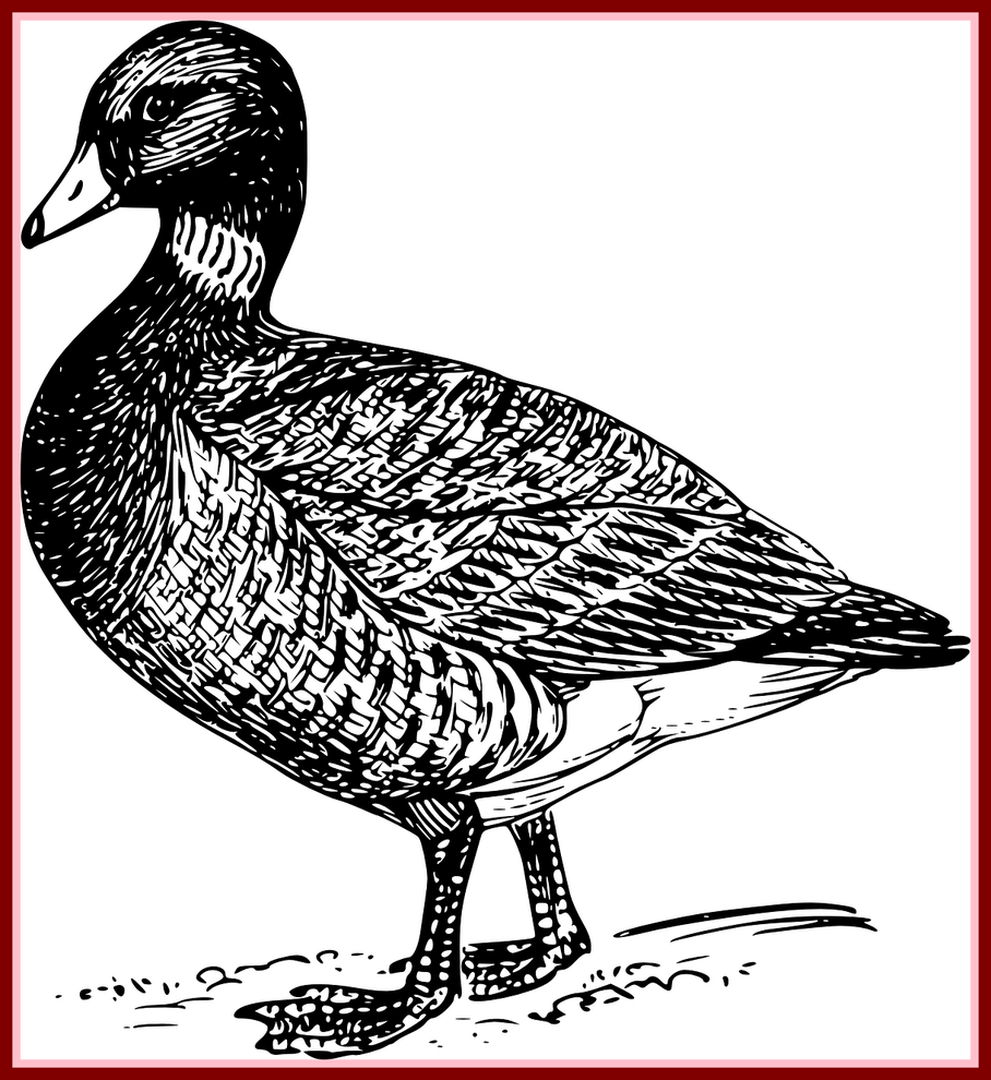 Duck Mallard Bird Wings Transparent Image Of - Duck (908x990), Png Download