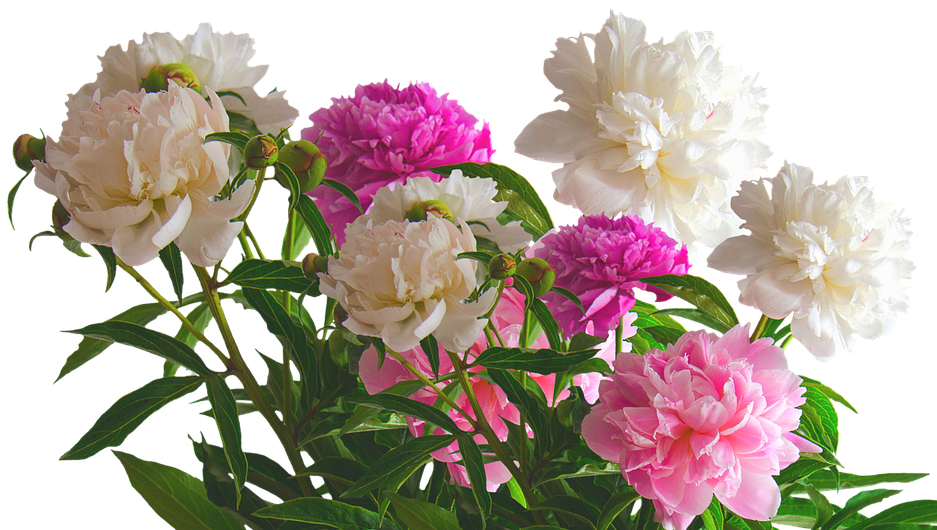 Peony, Roses, Spring, Blossom, Bloom, Flower, Nature - Friday Greetings (960x555), Png Download