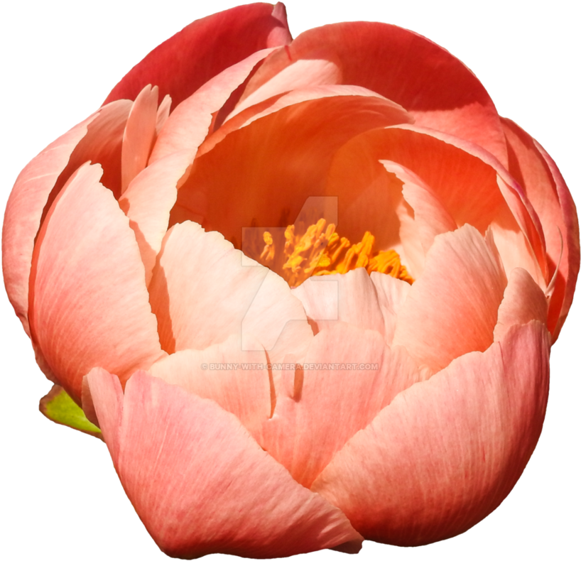 Colored Png By Bunny With Camera On - Portable Network Graphics (894x894), Png Download