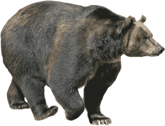 Bear Png Image Without Background - Black Bear With No Background (640x486), Png Download