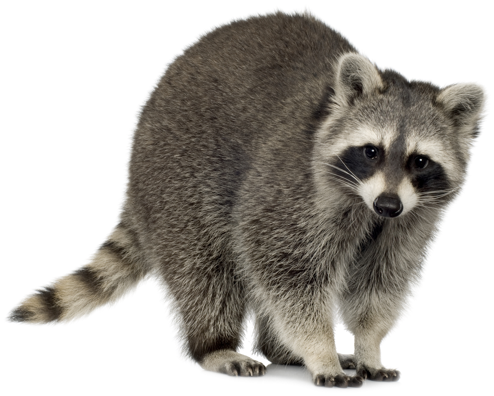 Raccoons In Suburbia Utah Banner Royalty Free Library - North American Raccoon (595x497), Png Download