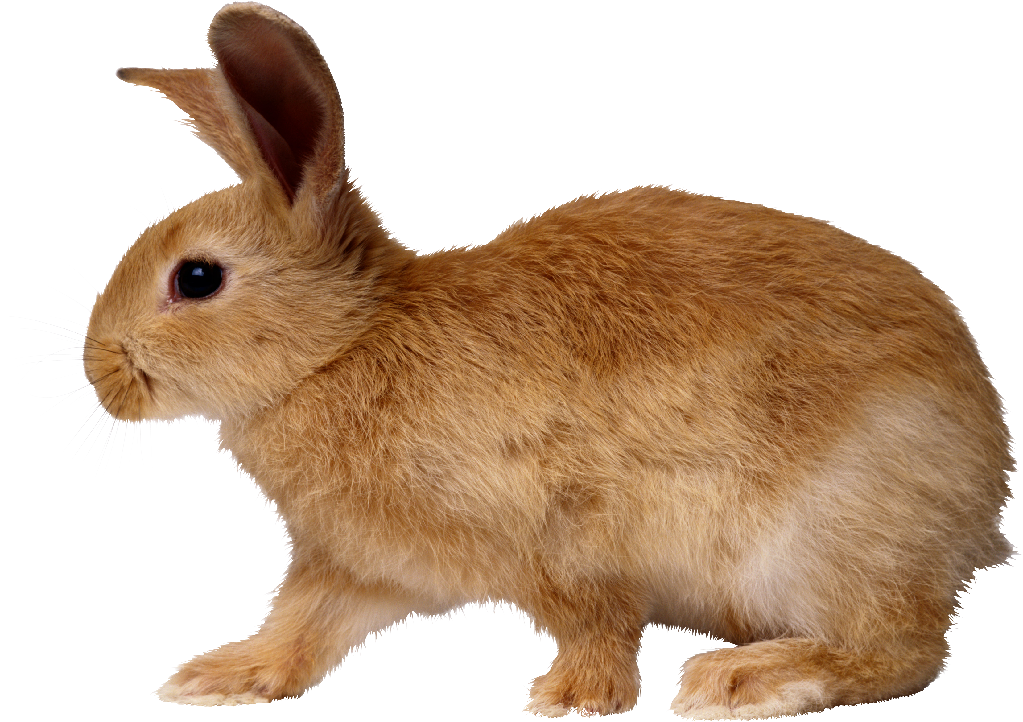 Rabbit Png Image - Rabbit Png (3317x2341), Png Download