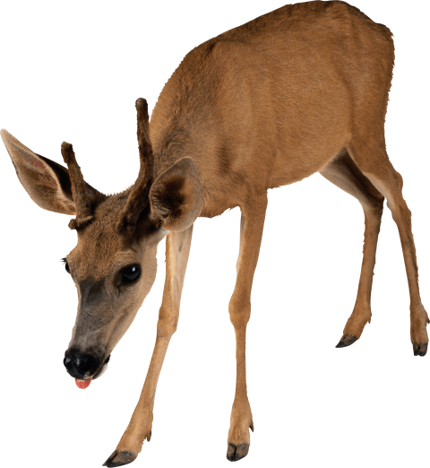 Free Png Deer Png Images Transparent - Evolutionary Analysis (480x522), Png Download