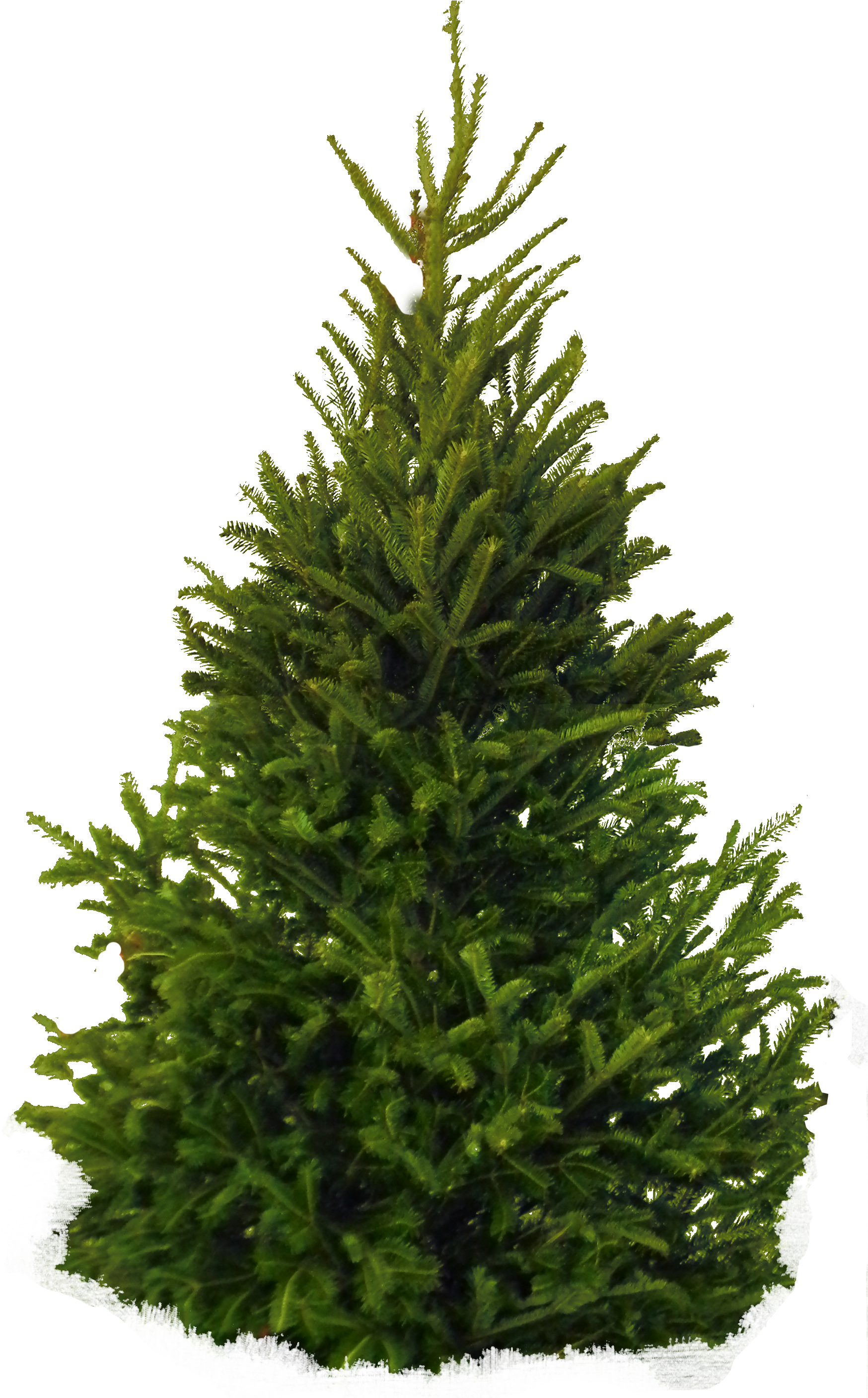 Tree Png Image - Fir Tree Png (1757x2813), Png Download