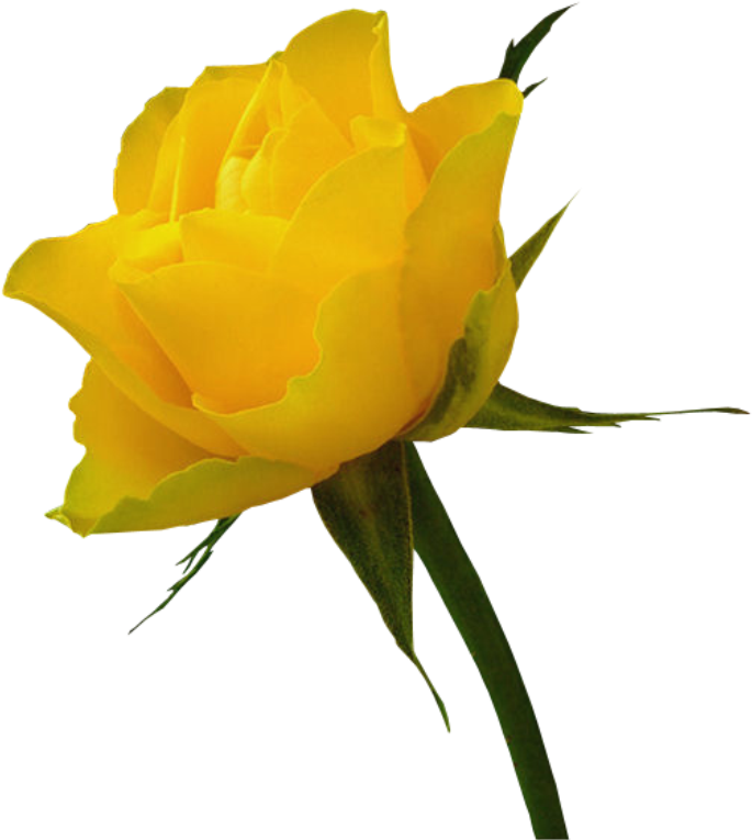 Red Rose Clip Art - Red Rose And Yellow Rose (521x569), Png Download
