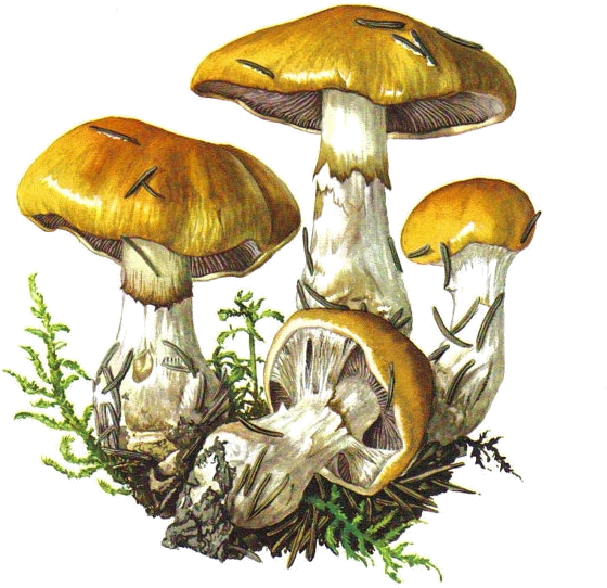 Read It - Botanical Illustration (570x627), Png Download