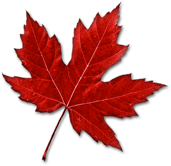 Canada Leaf Png Image - Real Canadian Maple Leaf (357x353), Png Download