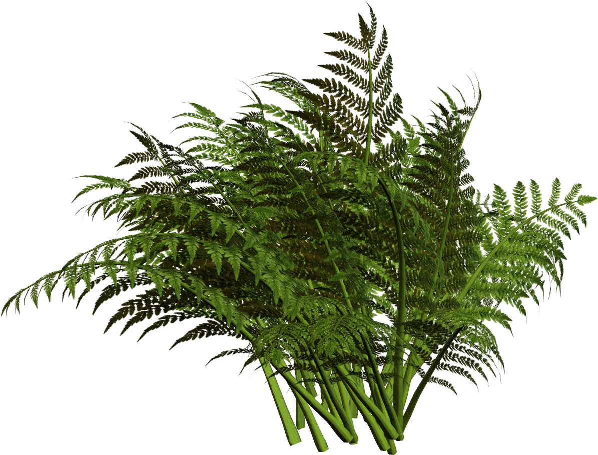 Vector Freeuse Fern Clipart Planter - Clip Art (1233x947), Png Download