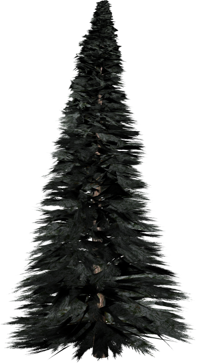 Pine Tree - Pine (660x1210), Png Download