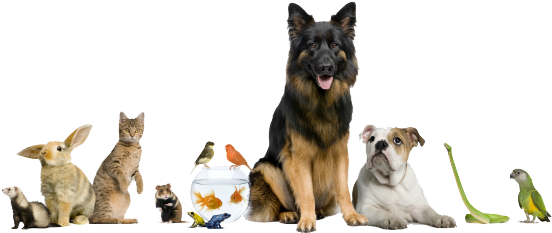 O Homem Tem Tudo De Todos Mais Inteligência Superior - Veterinary Hospital (557x239), Png Download