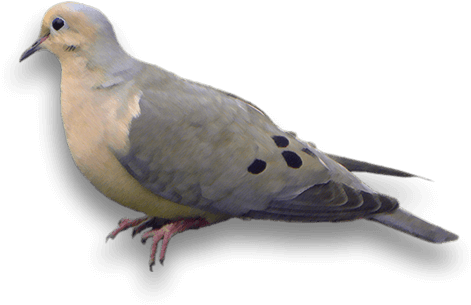 Doves - American Mourning Dove (700x558), Png Download