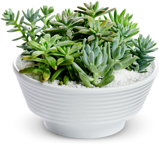Bouquet Of Succulents Png Png Library Download - Succulent Plant (480x360), Png Download
