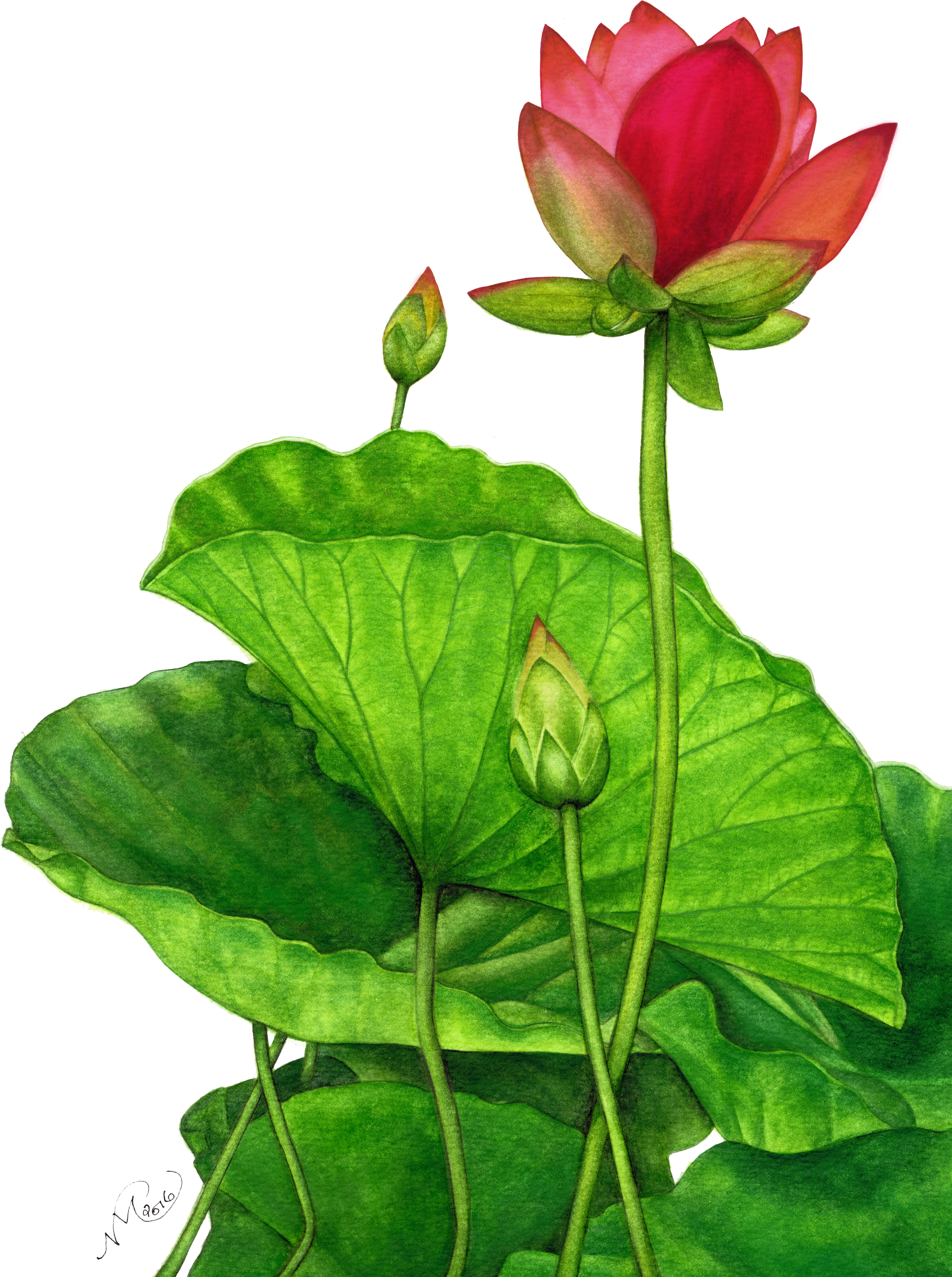 Lotus Png (2988x4228), Png Download