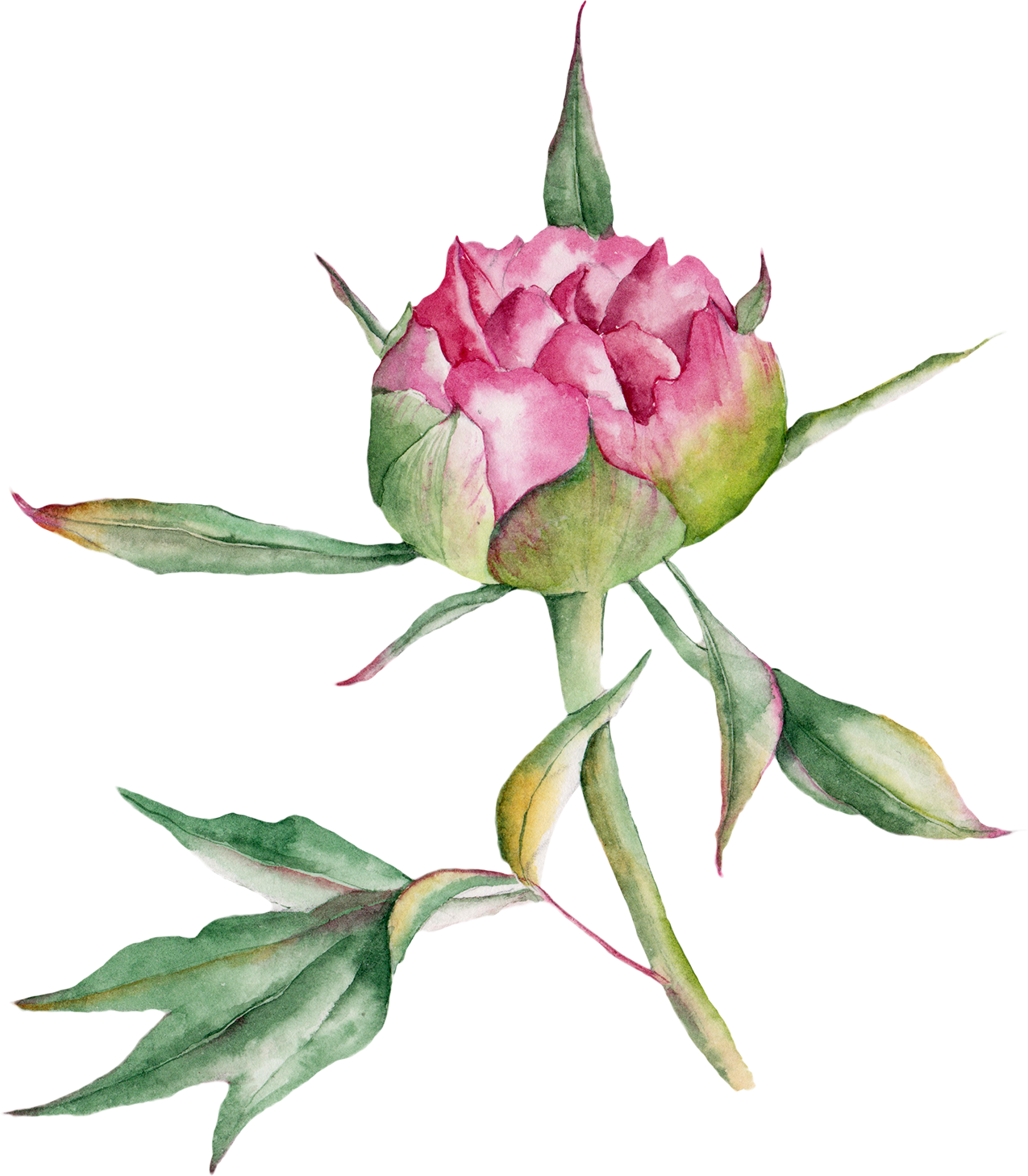 Beach Rose Watercolor Painting Drawing - Watercolor Painting (1275x1458), Png Download
