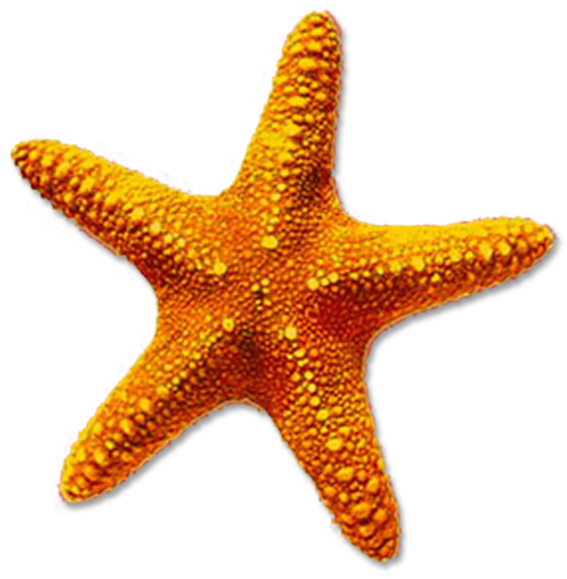 Starfish Png Transparent Starfish - Starfish Png (1990x2019), Png Download