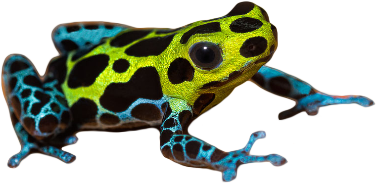 Poison Dart Frog Png Pic - Poison Dart Frog Png (771x396), Png Download