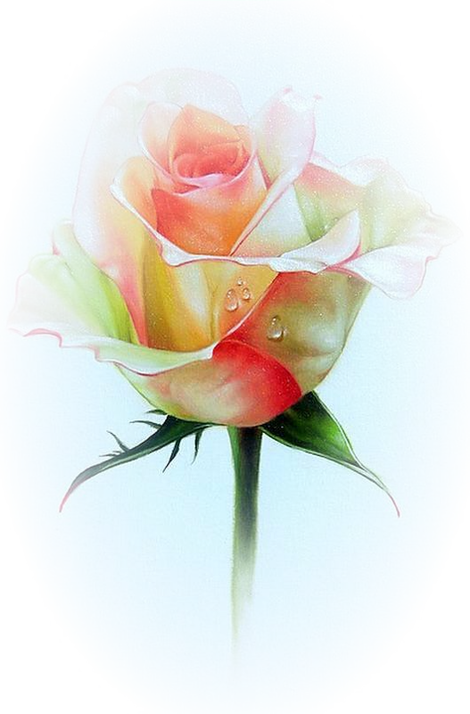 Roses,pink,roze,rosa, - Fiore Disegni Matite Acquerellabili (527x800), Png Download