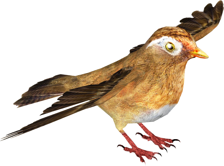 Chinese Hwamei 2 - Brambling (917x917), Png Download